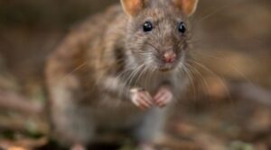 Seasonal Rodent Prevention Strategies